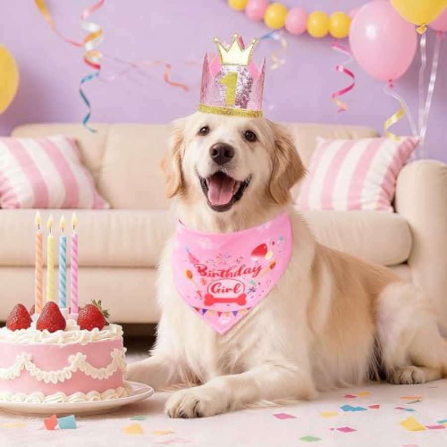 Dog Birthday Party Supplies, D - Pet X Supplies & Tack Howell Photos ulasan dan harga